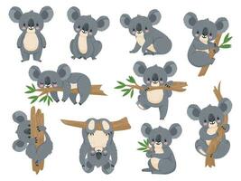 carino cartone animato koala. pigro koala con eucalipto. poco divertente foresta pluviale animali. australiano orso addormentato su tropicale albero vettore impostato