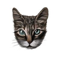 ritratto di gattino, faccia di gatto da vernici multicolori. spruzzata di acquerello, disegno colorato, realistico. illustrazione vettoriale di vernici