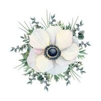 bianca anemone fiore con eucalipto rami e erba acquerello vettore floreale illustrazione. campo papavero Fiore di campo