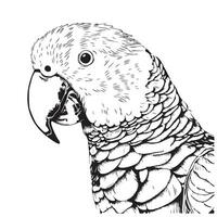 bellissimo pappagallo testa mano disegnato schizzo uccello vettore illustrazione