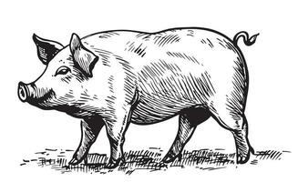 Grasso maialino nel grafico stile agricoltura e animale allevamento vettore illustrazione