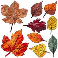 serie di disegni vettoriali con colori acrilici. raccolta di foglie autunnali