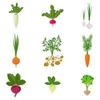 impostato di fresco biologico verdura giardino isolato su bianca sfondo. diverso genere radice verdure - carota, cipolla, patate, ravanello, daikon, barbabietola, aglio, sedano. vettore illustrazione