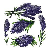 lavanda impostato schizzo mano disegnato vettore