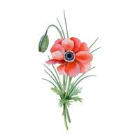 rosso papavero anemone fiore con germoglio acquerello vettore illustrazione per primavera nozze design e darom adom Festival nel Israele