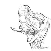 elefante testa. vettore illustrazione di un elefante testa nel profilo.