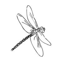 libellula vettore schizzo