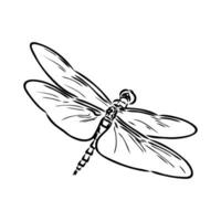 libellula vettore schizzo