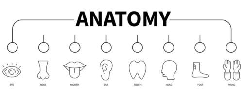 anatomia bandiera ragnatela icona vettore illustrazione concetto