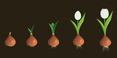 vita ciclo di un' tulipano pianta. crescita stadi a partire dal lampadina per adulto fioritura pianta. crescita e sviluppo di impianti. stadi di crescita di tulipani. vettore