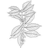 ramo della pianta del caffè con chicchi di caffè freschi disegno a mano libera vettore