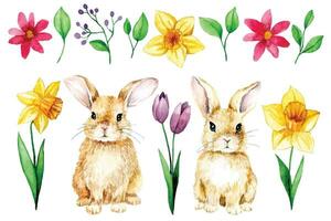 impostato di carino Pasqua coniglietti e primavera fiori. narcisi, tulipani, vacanza clipart vettore
