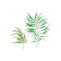 acquerello luminosa verde tropicale foglie, per estate disegni vettore