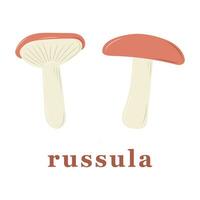 impostato di russula funghi. commestibile funghi. isolato vettore illustrazione.