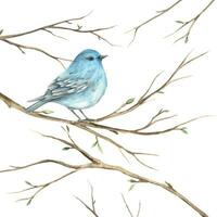 acquerello Bluebird su rami nel primavera. il illustrazione è mano disegnato su un isolato sfondo. disegno per saluto carte, inviti, manifesti, libro illustrazioni, tessuto, disegno, sfondo vettore
