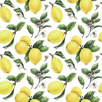 limoni siamo giallo, succoso, maturo con verde foglie, fiore mini cuffie su il rami, totale e fette. acquerello, mano disegnato botanico illustrazione. senza soluzione di continuità modello vettore