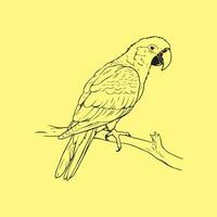 pappagallo vettore arte, icone, e grafica