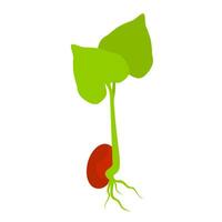 vettore illustrazione di rosso fagiolo germogli con verde le foglie. noccioline quale siamo alto nel proteina siamo molto bene per corpo Salute. isolato su bianca sfondo.