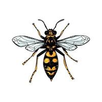 vespa colorata disegnata a mano isolata su bianco. illustrazione vettoriale in stile schizzo