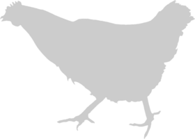 pollo vettore