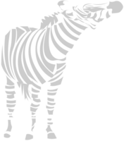 zebra vettore