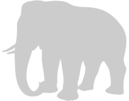 elefante vettore