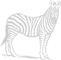 animale cause zebra vettore