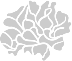 fiore di garofano vettore