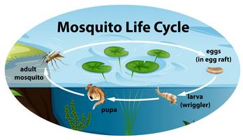 Ciclo di vita del mousquito vettore