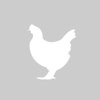azienda agricola animale pollo vettore