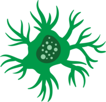 neurone vettore