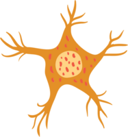 neurone vettore