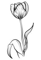 disegnato a mano illustrazione di un' tulipano fiore vettore