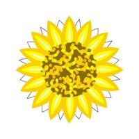 girasole giallo fiore su un' bianca sfondo isolato. vettore. vettore