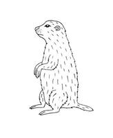 vettore mano disegnato scarabocchio schizzo marmotta marmotta