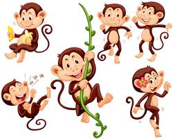 Piccole scimmie che fanno cose diverse
