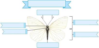 foglio di lavoro di anatomia esterna di una farfalla vettore