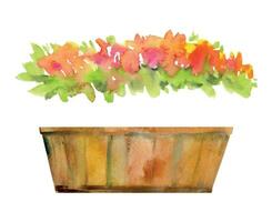 mano disegnato acquerello illustrazione primavera giardinaggio, decorativo di legno scatola pentola con fiori le foglie. singolo oggetto isolato su bianca sfondo. design Stampa, negozio, scrapbooking, confezione, decoupage vettore