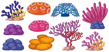 Diversi tipi di barriera corallina vettore