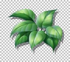 pianta tropicale su sfondo griglia vettore