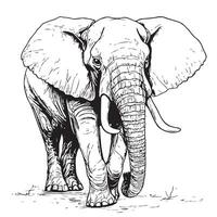 elefante a piedi , mano disegnato selvaggio animale illustrazione, isolato vettore illustrazione