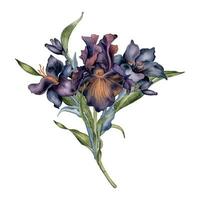 acquerello mazzo di nero fiori e le foglie isolato su bianca. Gotico floreale illustrazione mano disegnato. buio botanico nozze decorazione con giglio, iris. elemento per Stazionario, carta, stampa vettore