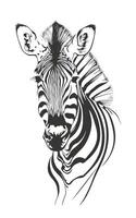 zebra testa isolato su bianca sfondo. mano disegnato vettore illustrazione.