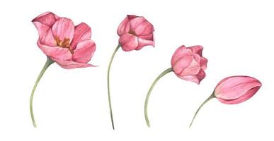 set di tulipani rosa. illustrazione botanica floreale dell'acquerello. vettore