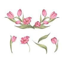 mazzo di tulipani. composizione floreale. illustrazione dell'acquerello. vettore
