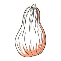 immagine di zucca butternut. illustrazione di zucca autunnale. schizzo di zucca fresca. elemento per il design decorativo autunnale, invito di halloween, raccolto, adesivo, stampa, logo, menu, ricetta vettore