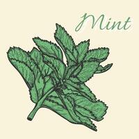 menta le foglie. stile inchiostro schizzo di menta. menta verde le foglie nel incisione Vintage ▾ stile. melissa, menta piperita. mano disegnato vettore illustrazione per ricette, menù, manifesto e aviatore