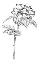 mano disegno di un' rosa fiore con un' lungo stelo vettore
