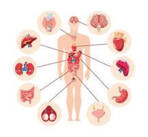 organi interni del corpo umano vettore