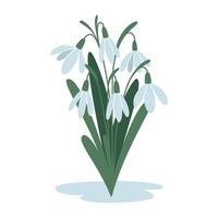 mazzo di bucaneve, primo primavera fiori, cartone animato stile. di moda moderno vettore illustrazione isolato su bianca sfondo, mano disegnato, piatto